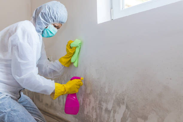 Why You Should Choose Our Mold Remediation Services in Myersville, MD